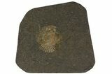 Dactylioceras Ammonite Cluster - Posidonia Shale, Germany #79318-1